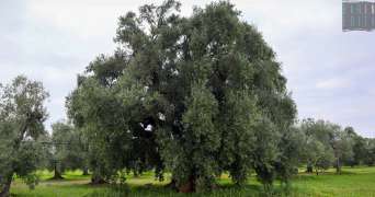 La Pianta Madre: quell'ulivo millenario che ha dato origine alla pregiata Coratina
